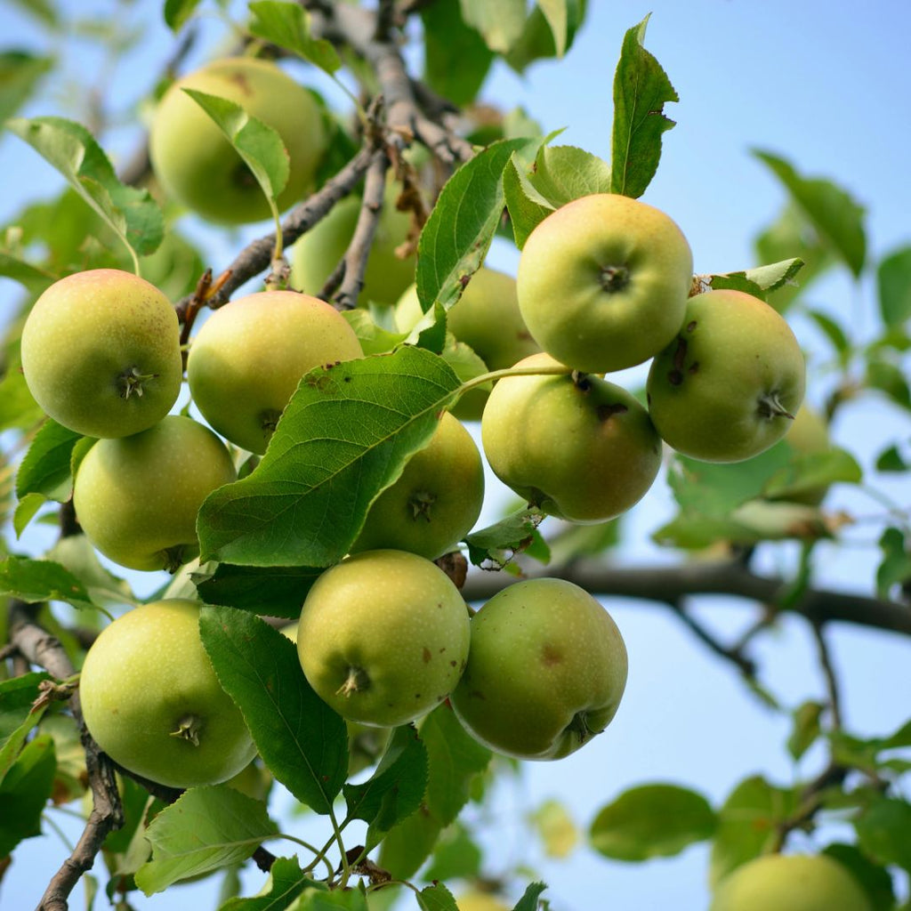 Apple + Mahogany Scented Hanging Refillable Car Freshener Diffuser
