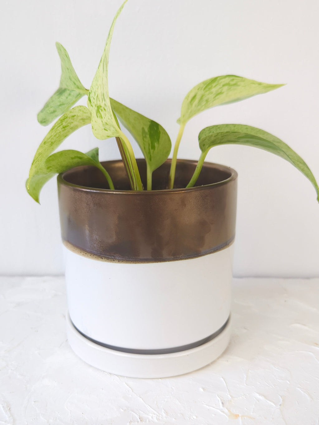 Bronze White Ceramic Plant Pot and Saucer — Select Your Size