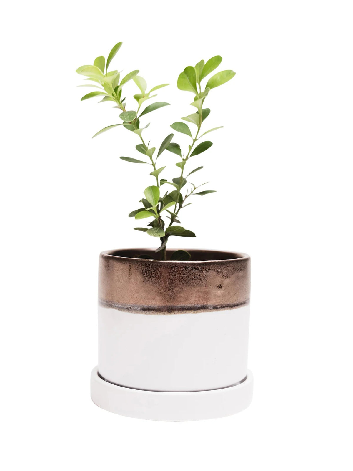 Bronze White Ceramic Plant Pot and Saucer — Select Your Size