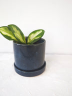 Cosmos Blue 3" Ceramic Plant Pot and Saucer