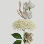 Elderflower Aroma Oil