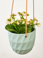 Virago Modern Hanging Planter - Grid — Select Your Color