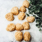 Authentic Dead Sea Sponge