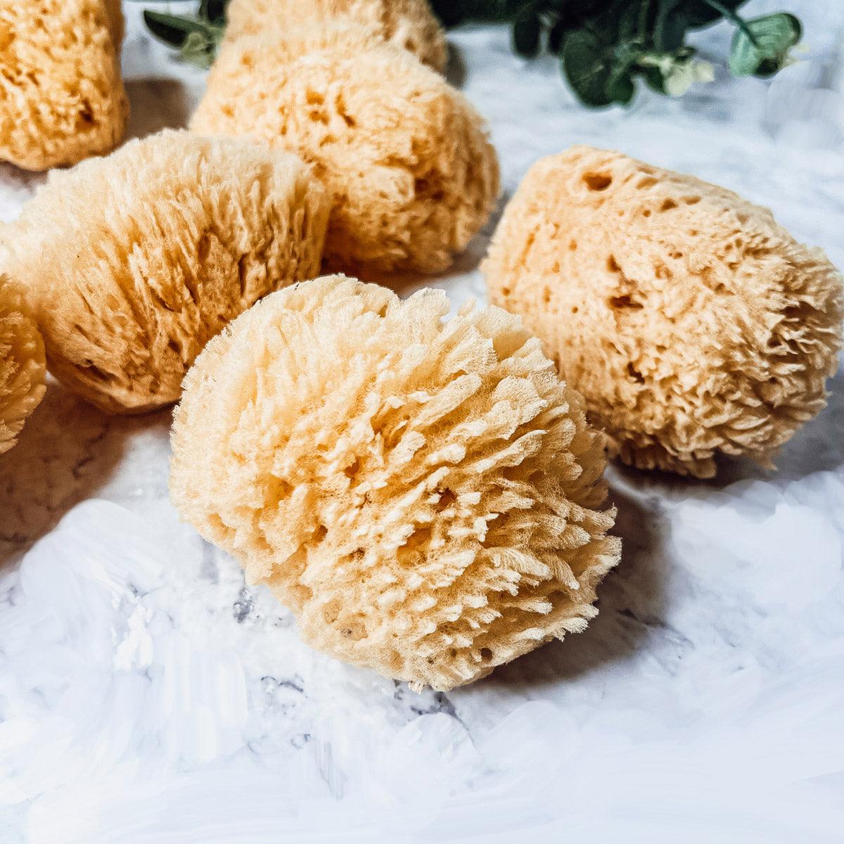 Authentic Dead Sea Sponge