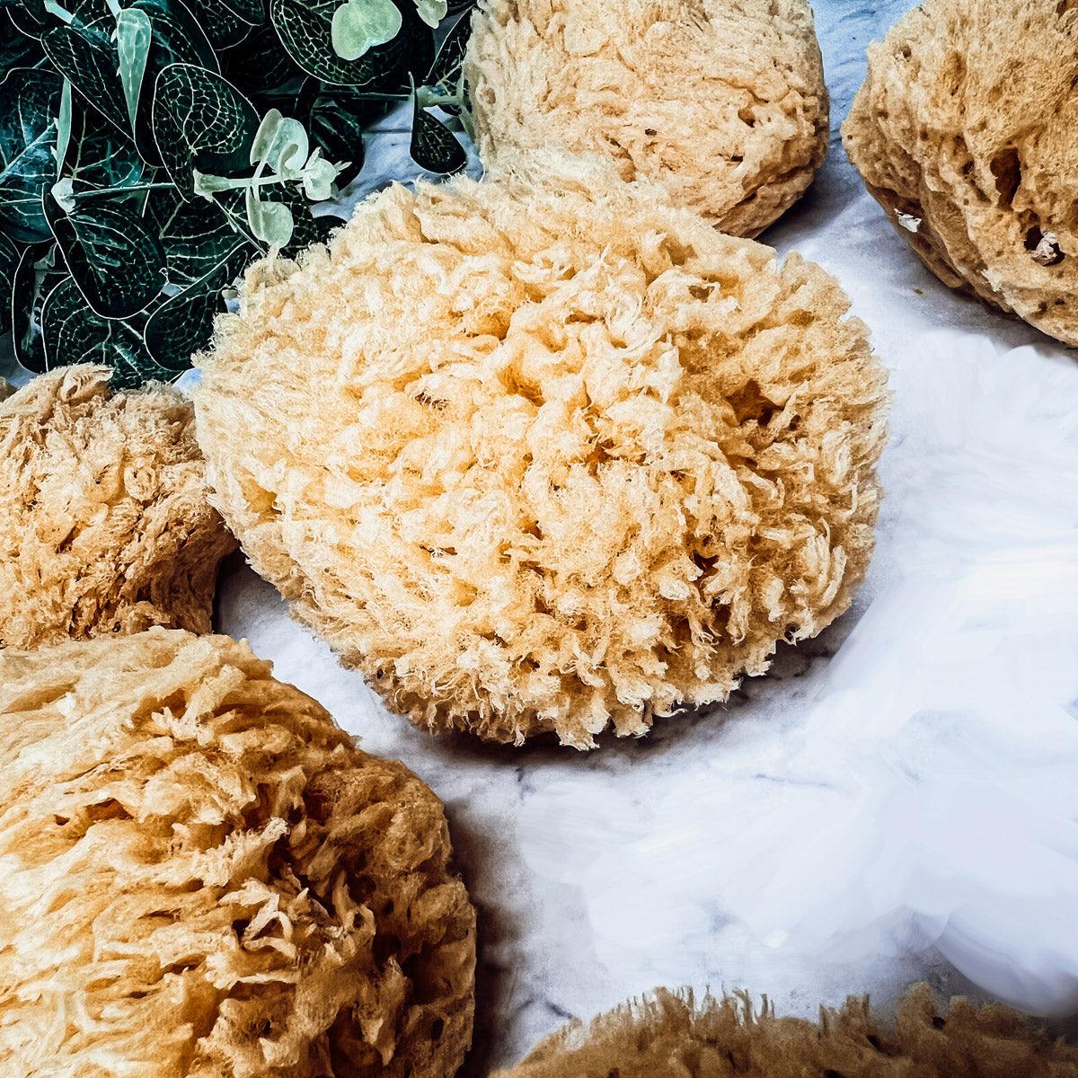 Authentic Dead Sea Sponge