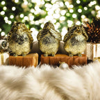 3 Wise Birds — Select Your Wisdom