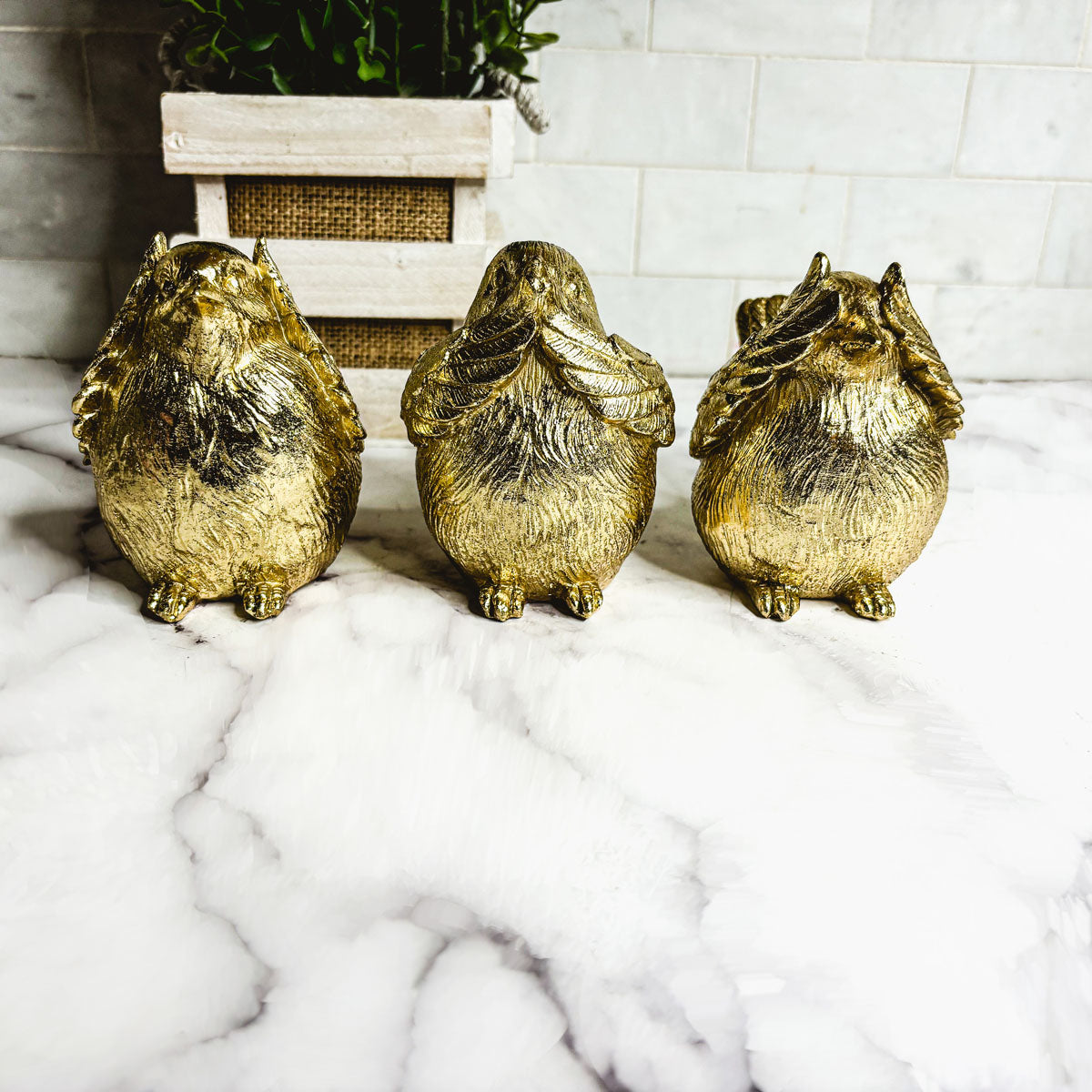 3 Wise Birds — Select Your Wisdom