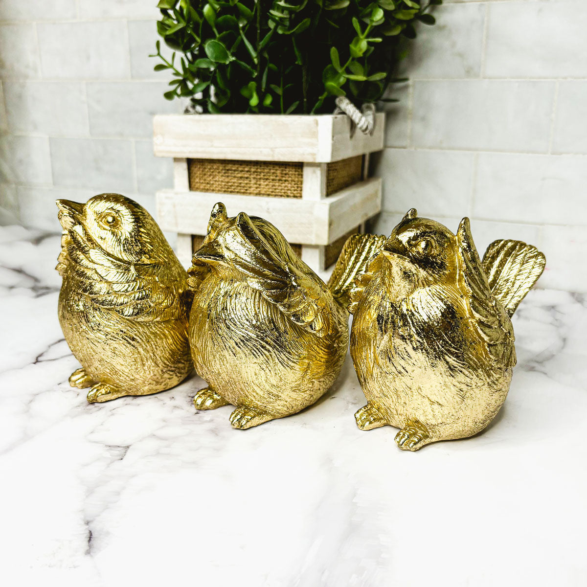 3 Wise Birds — Select Your Wisdom