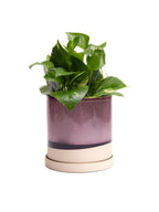 Burgundy Ceramic Plant Pot and Saucer — Select Your Size
