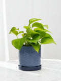 Cosmos Blue 3" Ceramic Plant Pot and Saucer