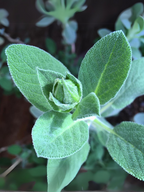 Garden in a Bag - Herbs — Select Your Herb