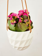 Virago Modern Hanging Planter - Grid — Select Your Color