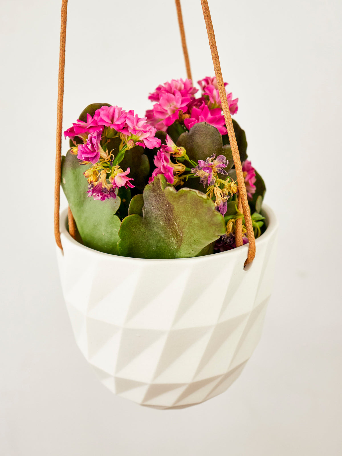 Virago Modern Hanging Planter - Grid — Select Your Color