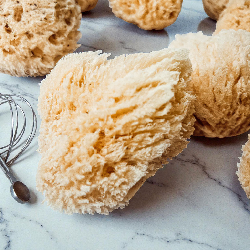 Authentic Dead Sea Sponge