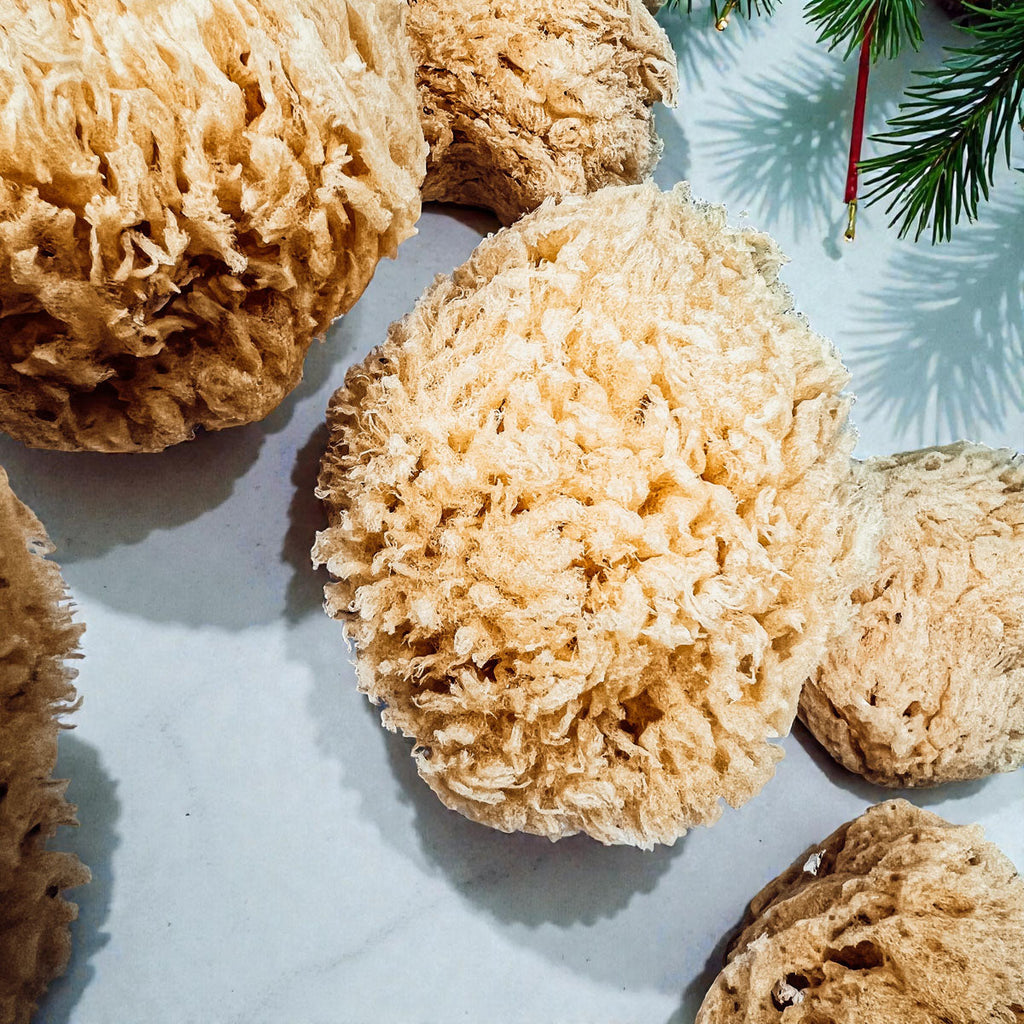 Authentic Dead Sea Sponge