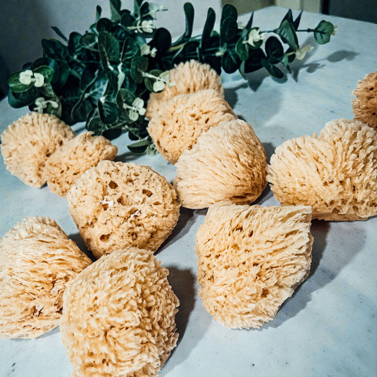 Authentic Dead Sea Sponge