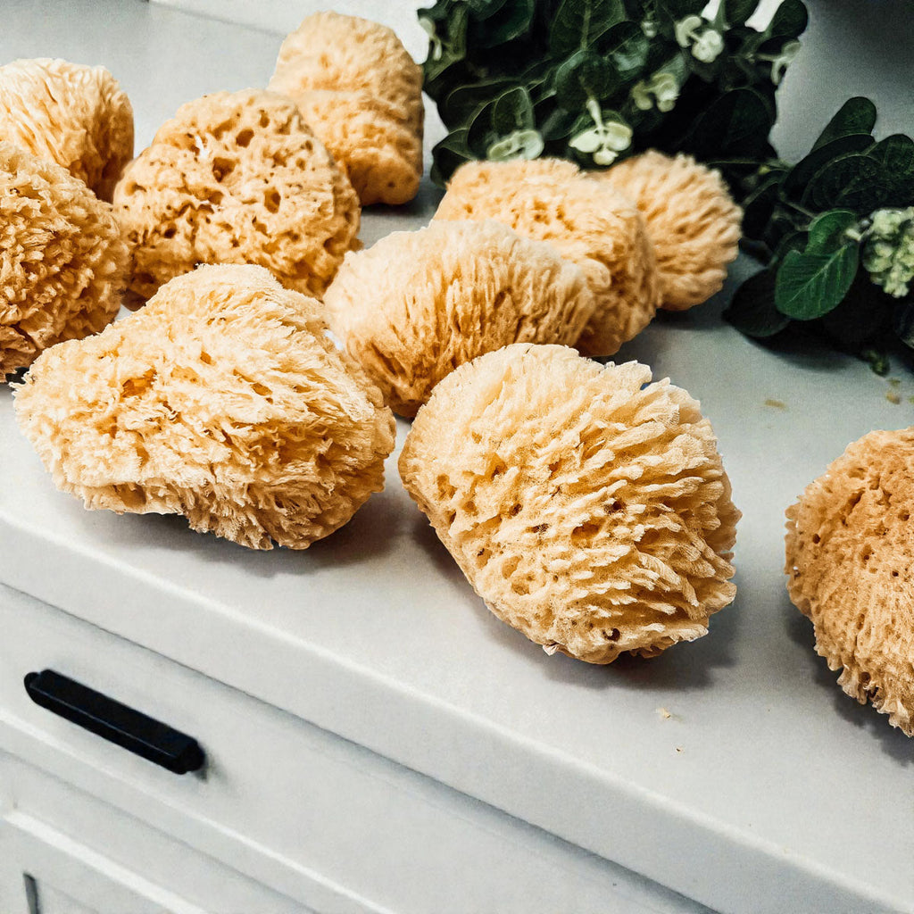 Authentic Dead Sea Sponge