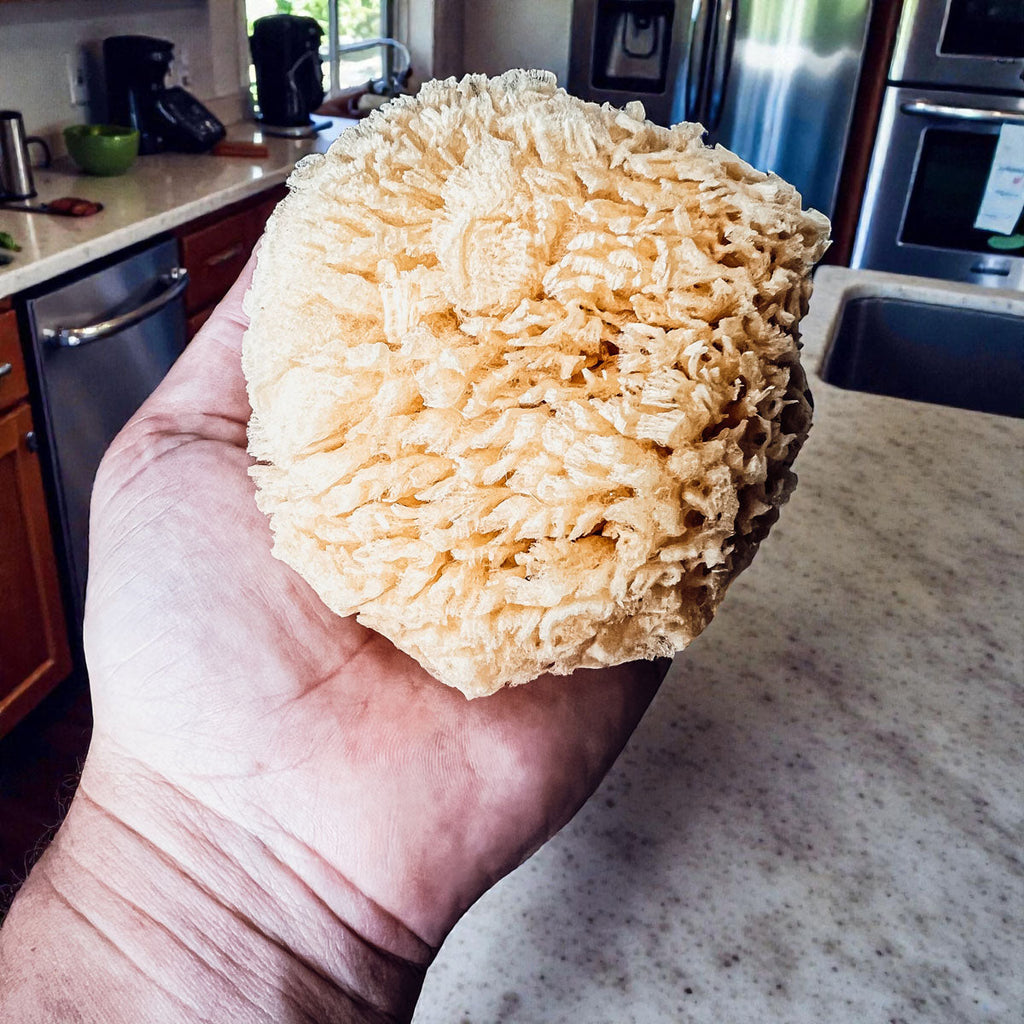 Authentic Dead Sea Sponge