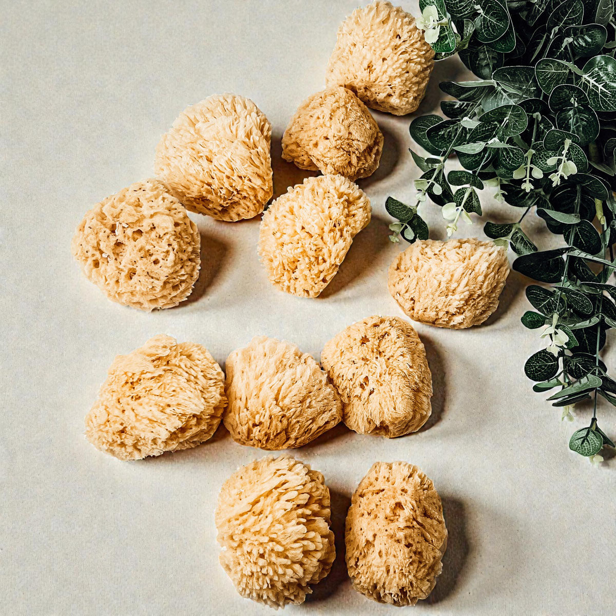 Authentic Dead Sea Sponge