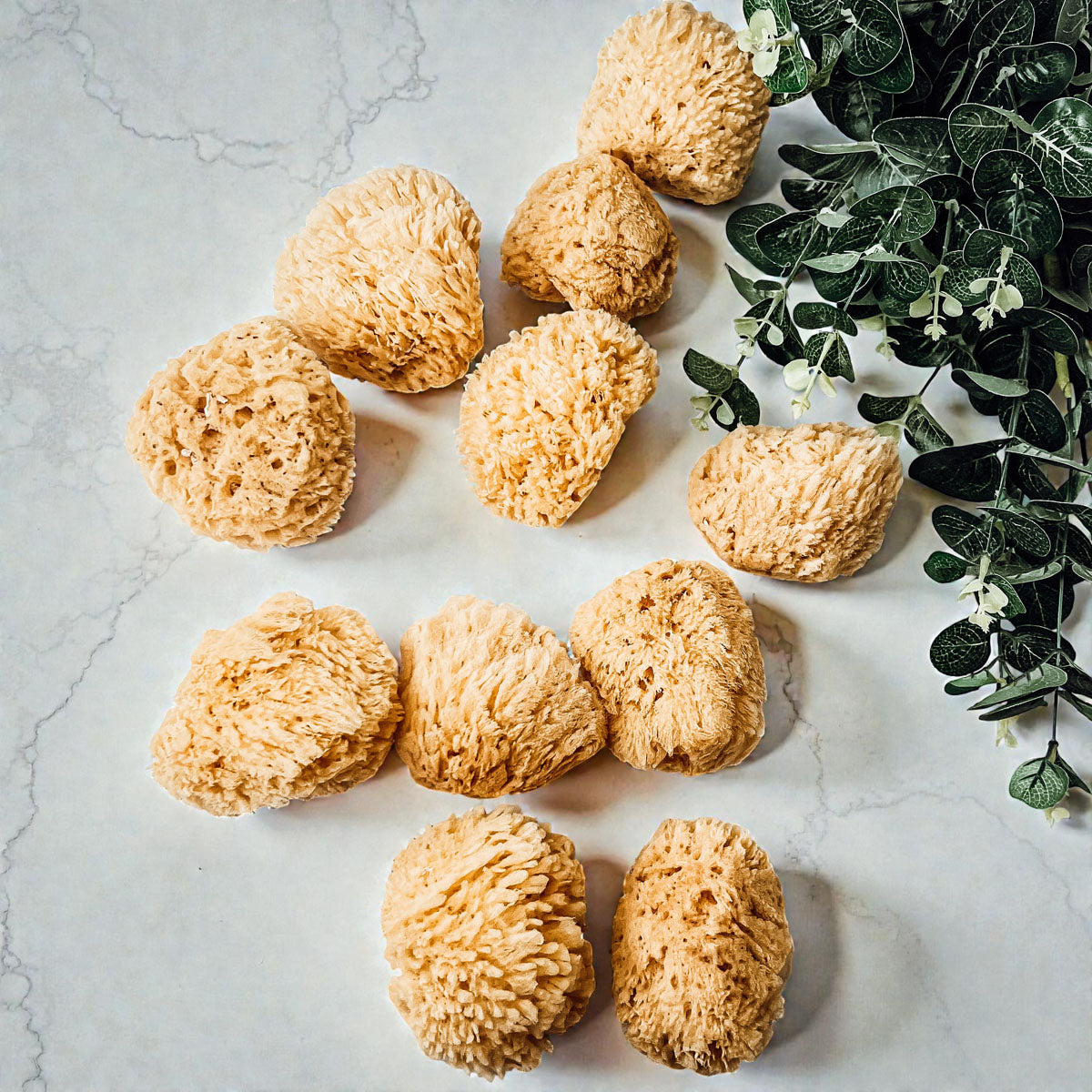 Authentic Dead Sea Sponge