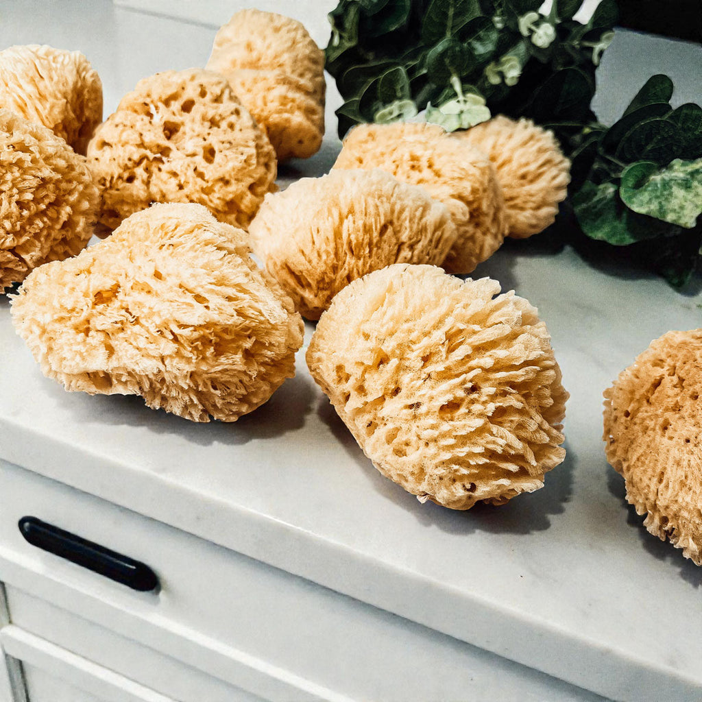 Authentic Dead Sea Sponge
