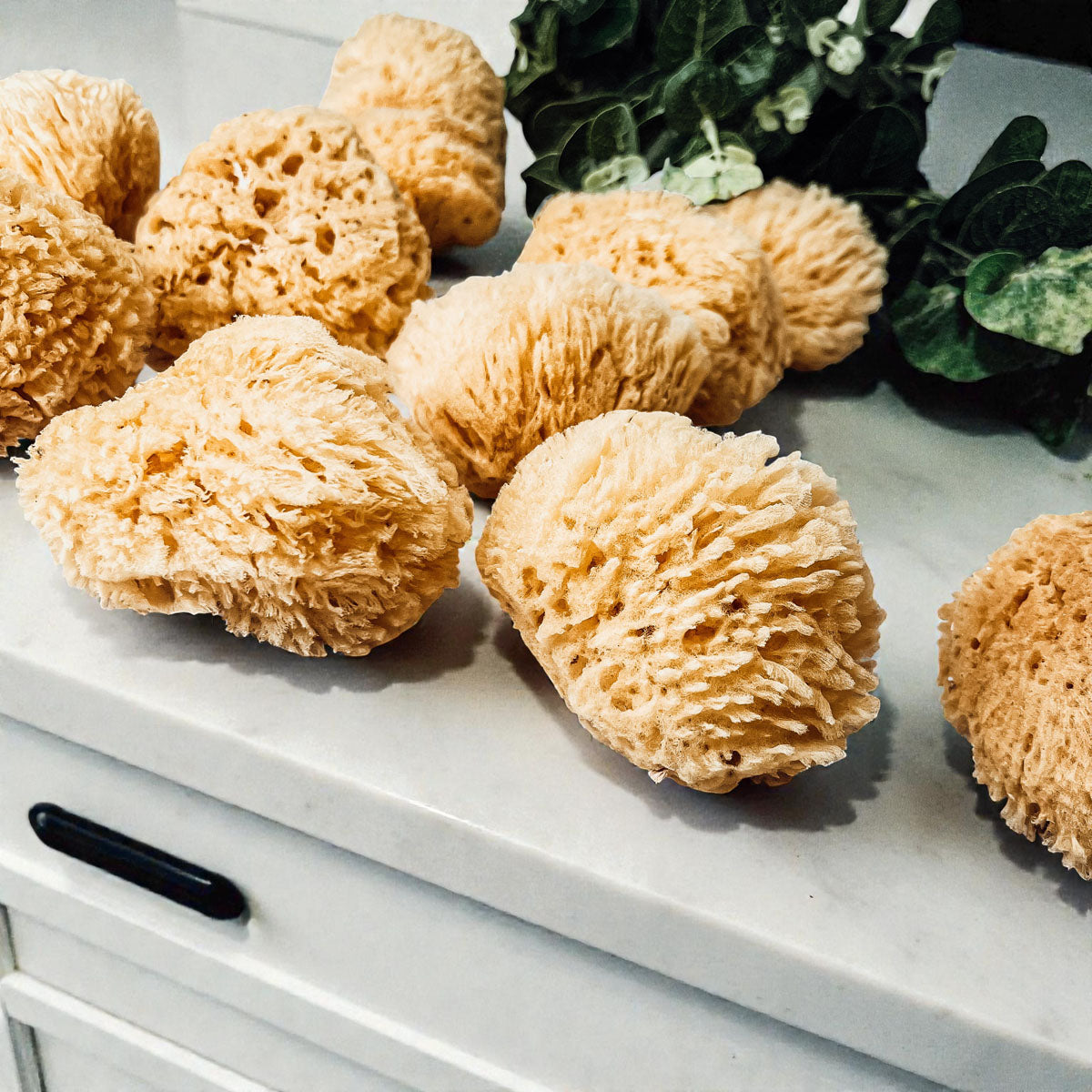 Authentic Dead Sea Sponge
