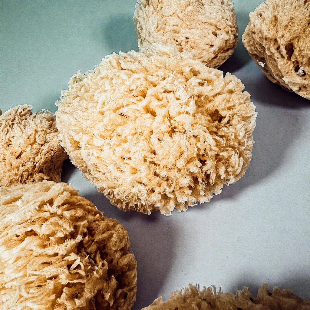 Authentic Dead Sea Sponge
