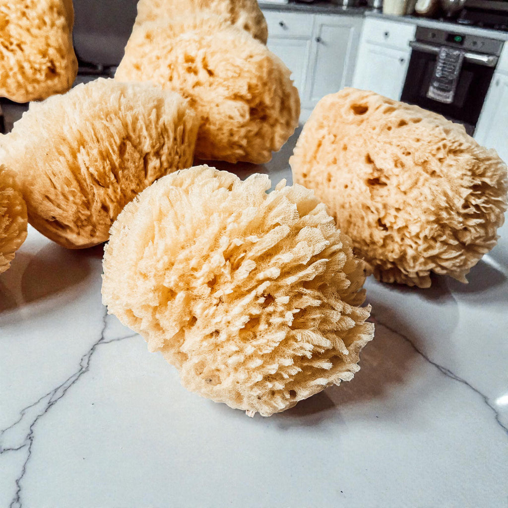 Authentic Dead Sea Sponge