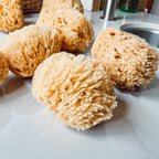 Authentic Dead Sea Sponge