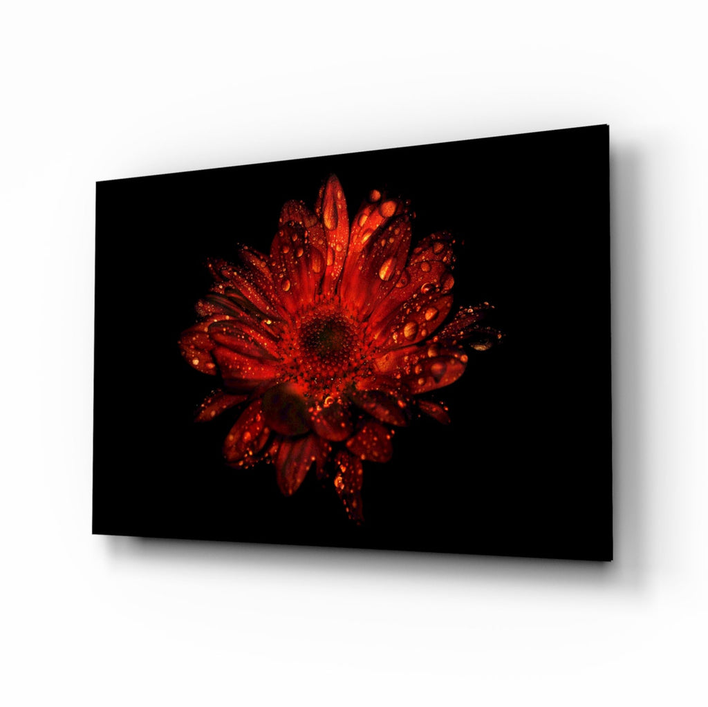 Red Dewy Gerbera Flower Glass Wall Art